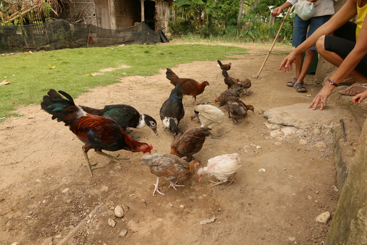 Gallinas ponedoras comiendo pienso y grano en el suelo