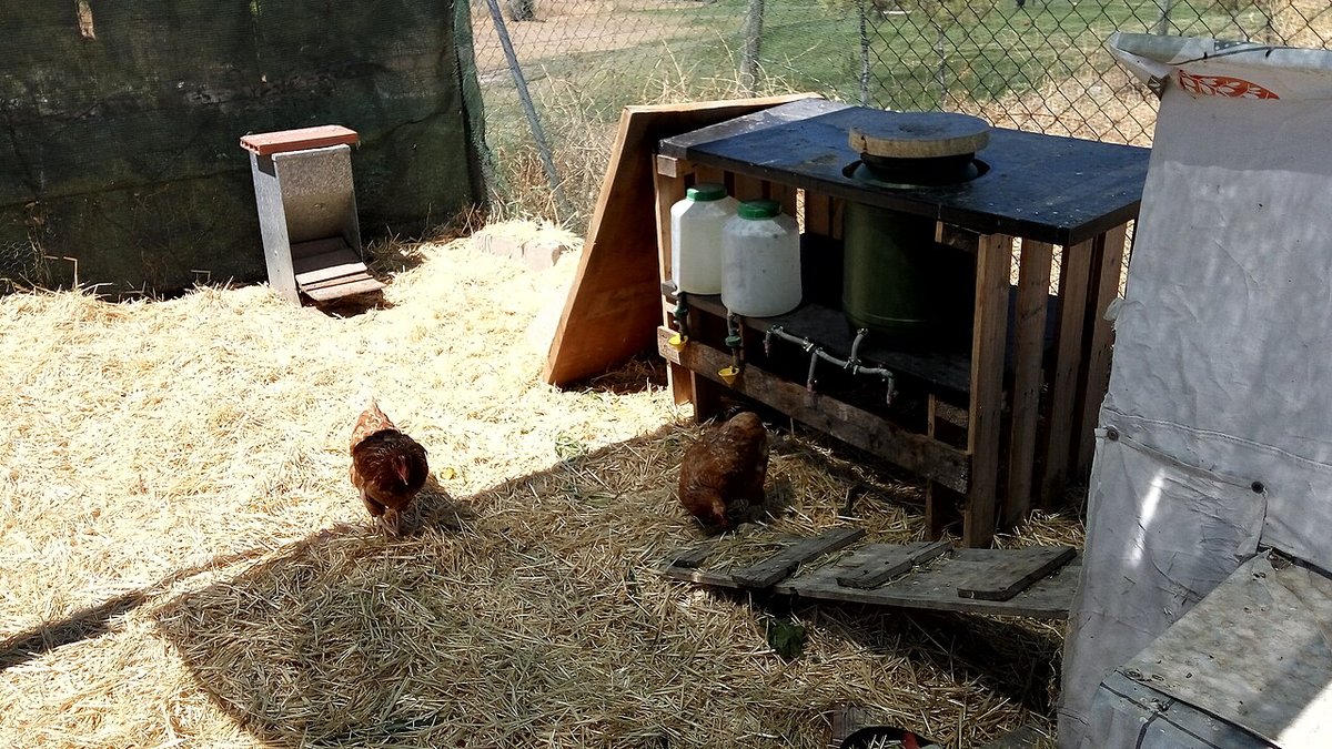 Bebedero para gallinas de patio