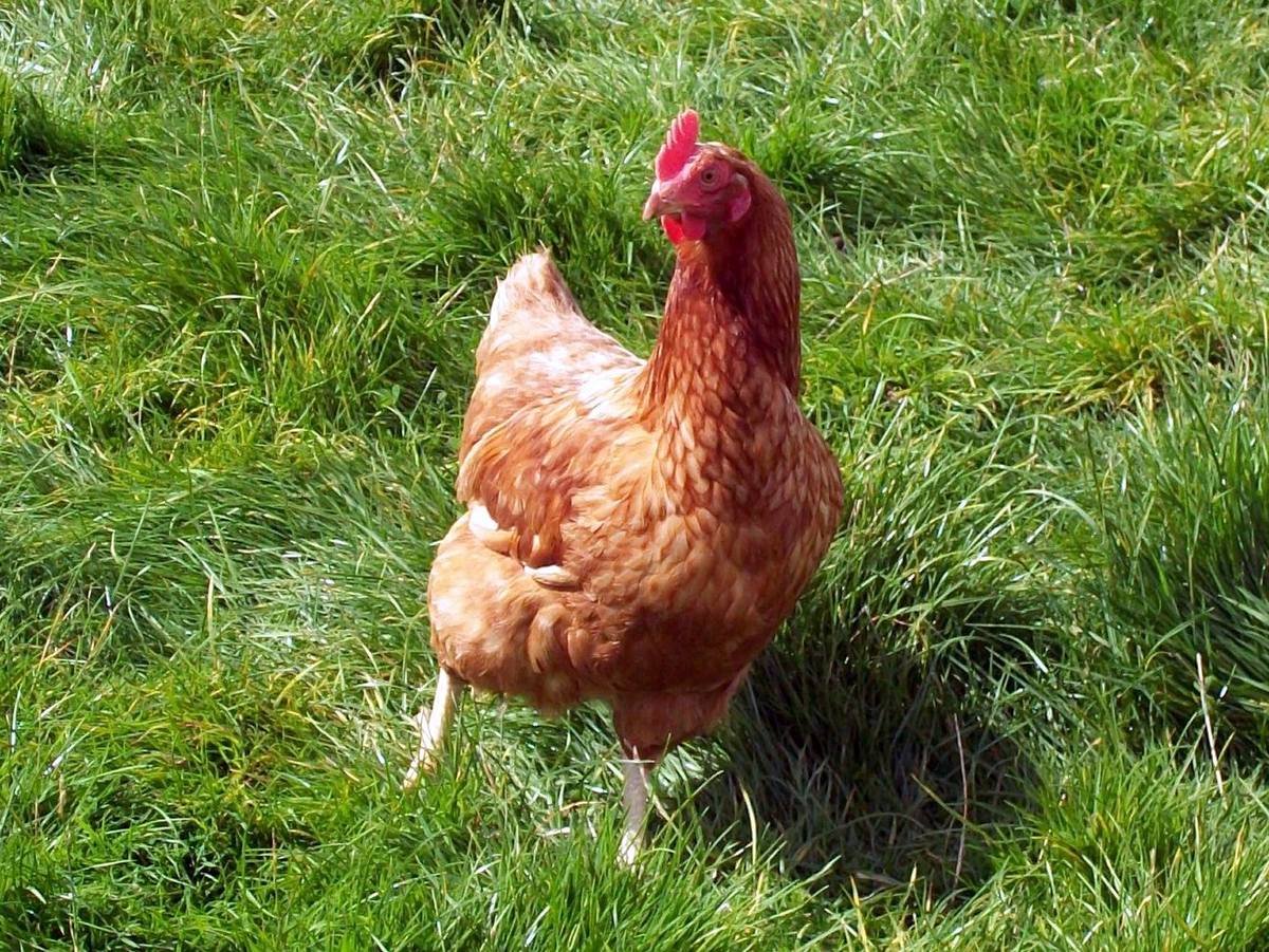 Gallina ponedora con espacio para moverse sobre hierba