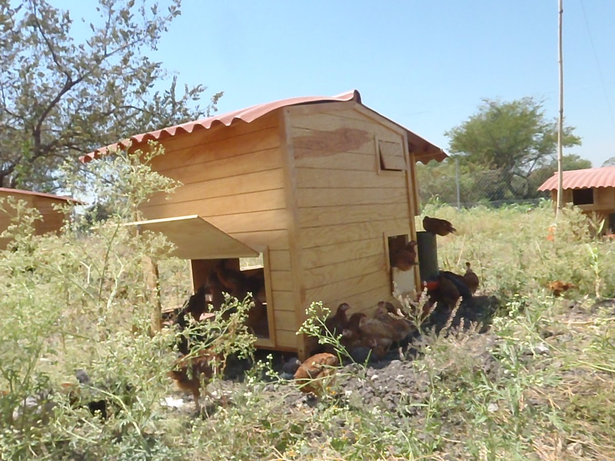 Gallinero doméstico en el jardín de una vivienda